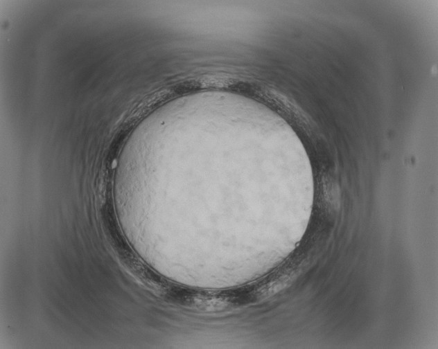 X0000085010311200703261202