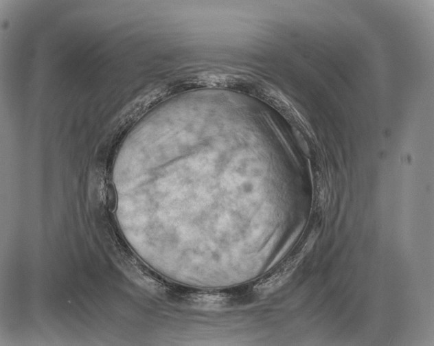 X0000085010313200703261202