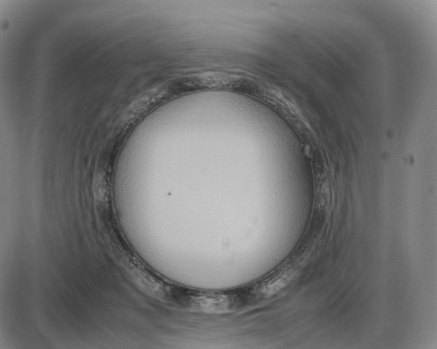 X0000085010317200703261202