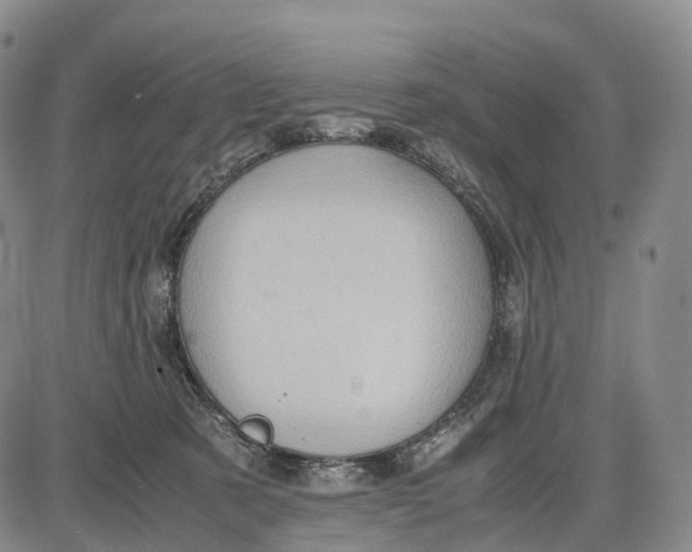 X0000085010321200703261201