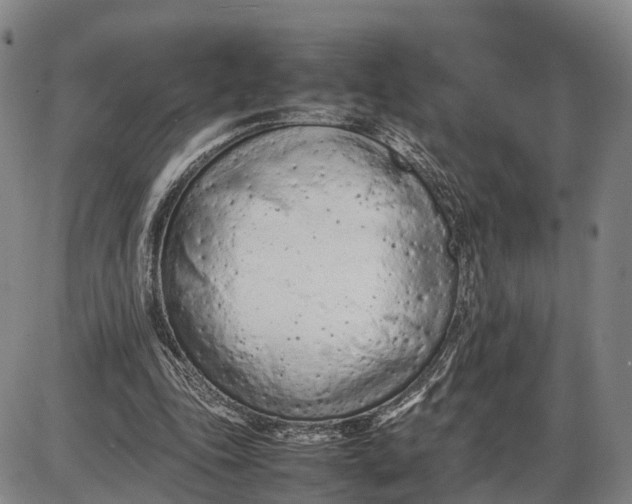 X0000085010343200703261200