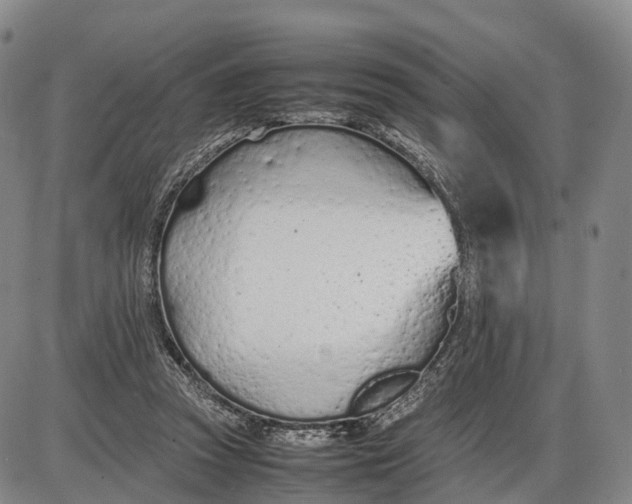 X0000085010353200703261201