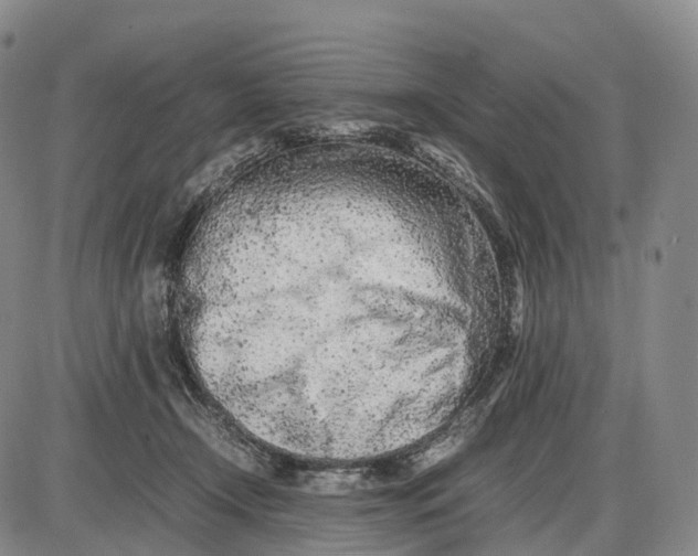 X0000085010366200703261201