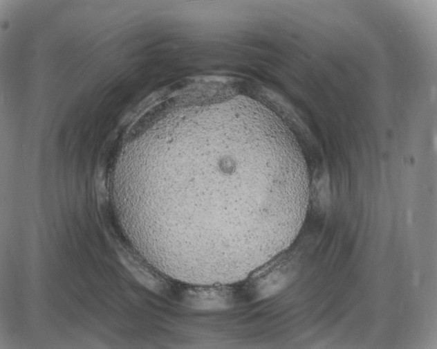 X0000085010381200703261201