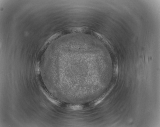 X0000085010383200703261201