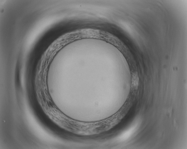 X0000085010431200703261159