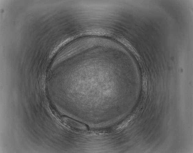 X0000085010434200703261159