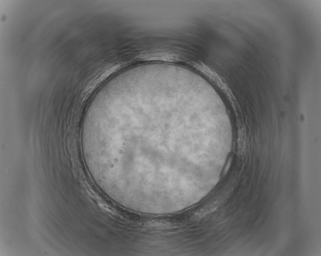 X0000085010529200703261157