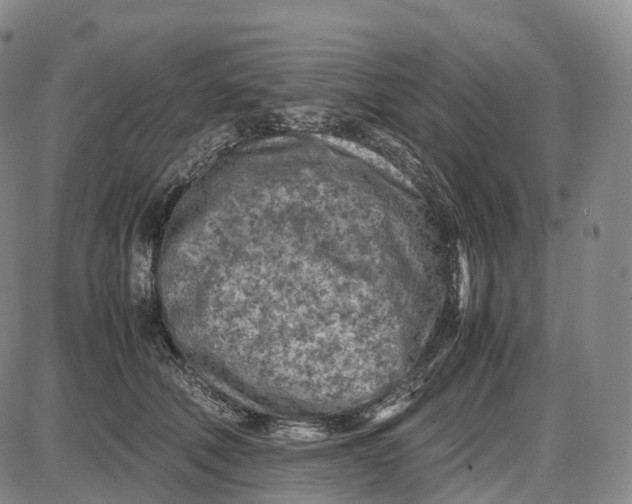 X0000085010610200703261156