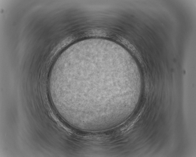 X0000085010625200703261155