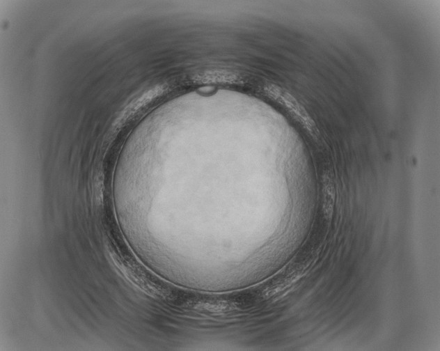 X0000085010631200703261155