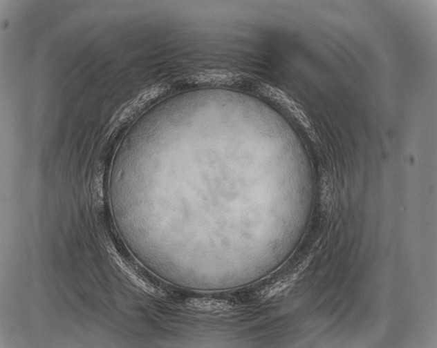 X0000085010633200703261156