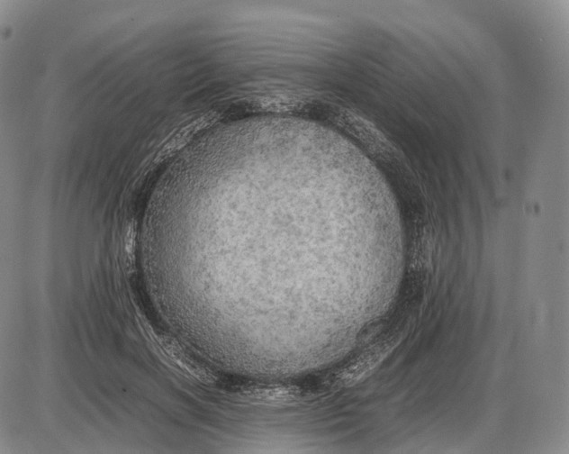 X0000085010646200703261156