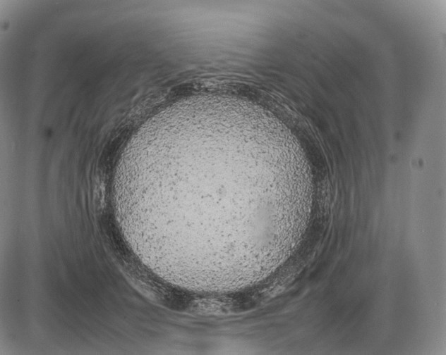 X0000085010703200703261155