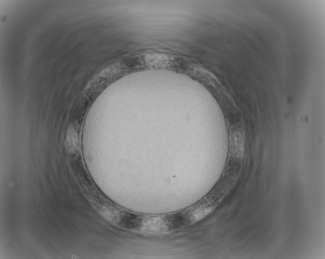 X0000085010705200703261155