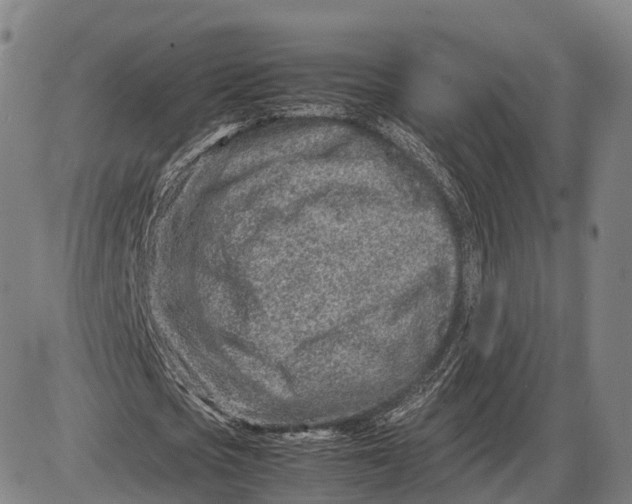 X0000085010721200703261154