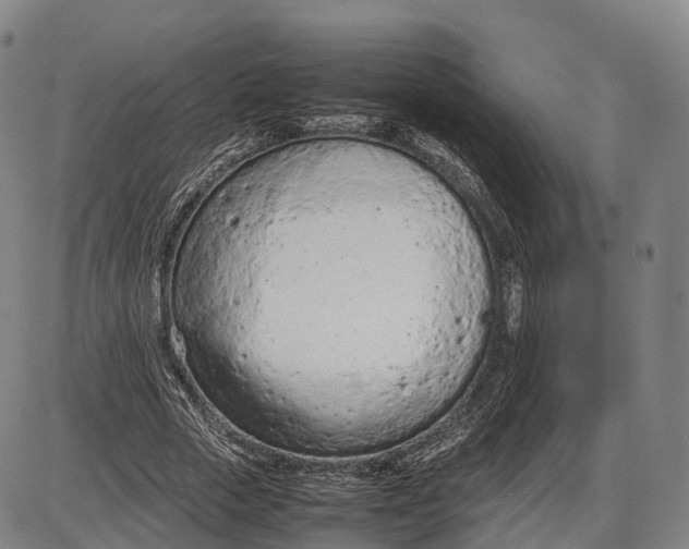 X0000085010729200703261154