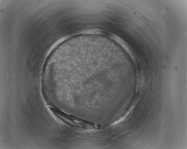 X0000085010853200703261153