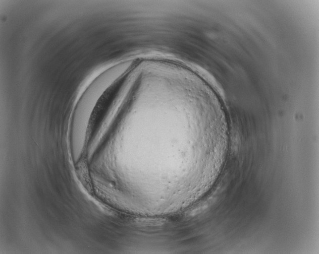 X0000085010863200703261153