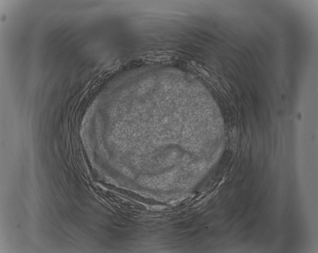 X0000085010913200703261150