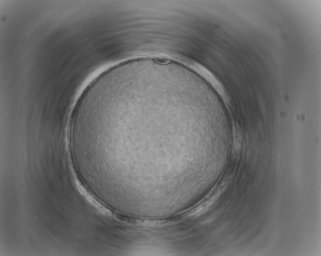 X0000085010958200703261151