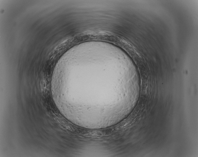 X0000085010966200703261150