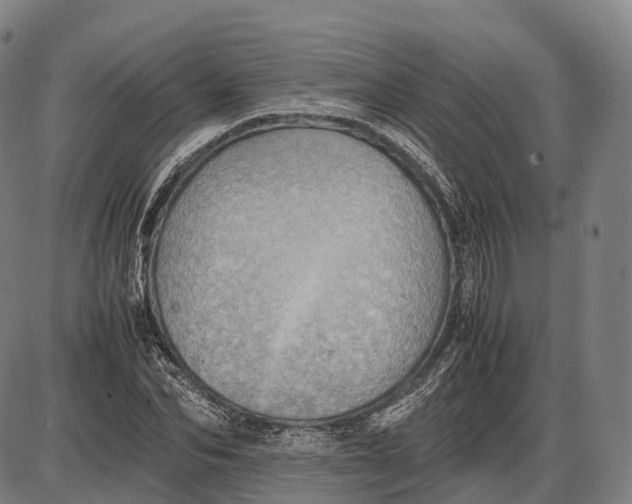 X0000085010974200703261150