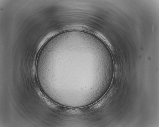 X0000085010994200703261150