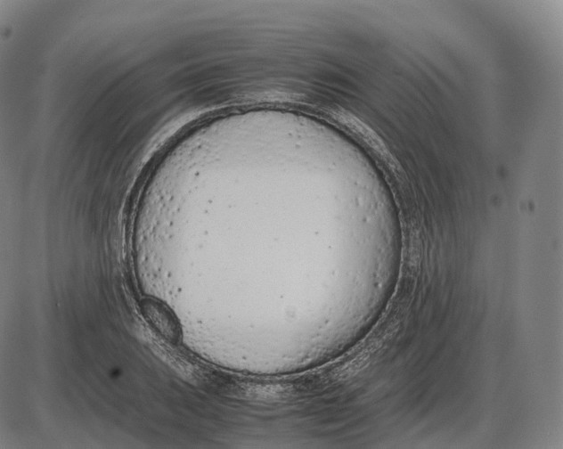 X0000085011031200703261149