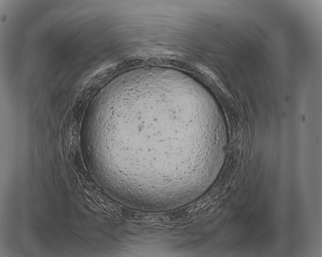 X0000085011063200703261149