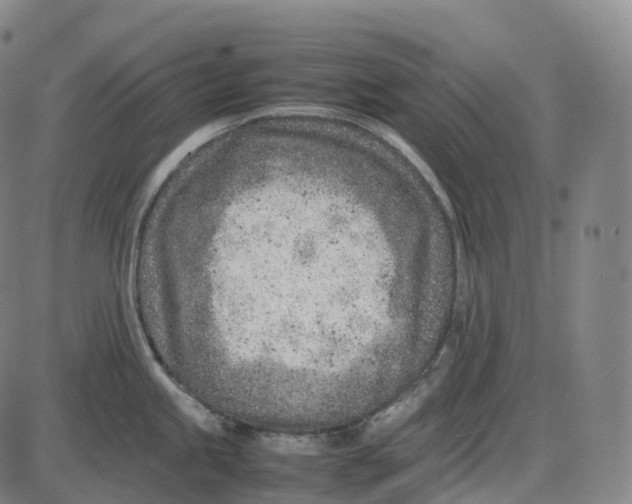 X0000085011245200703261146