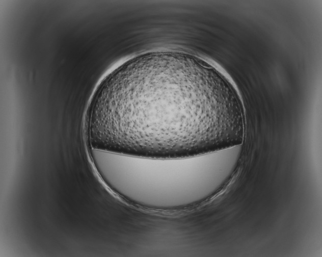 X0000085021053200703050933