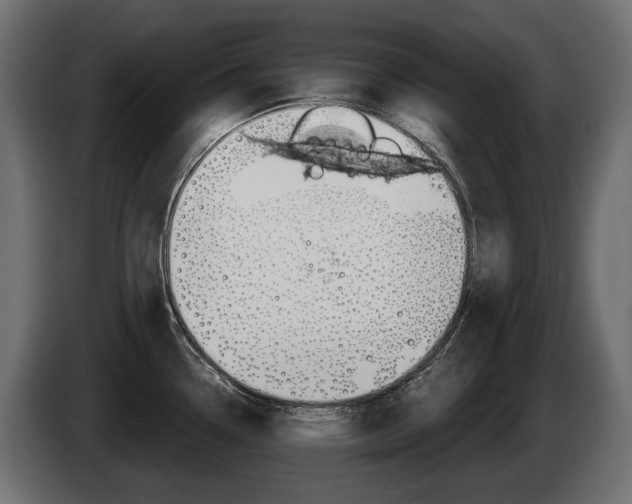 X0000085021338200703050929