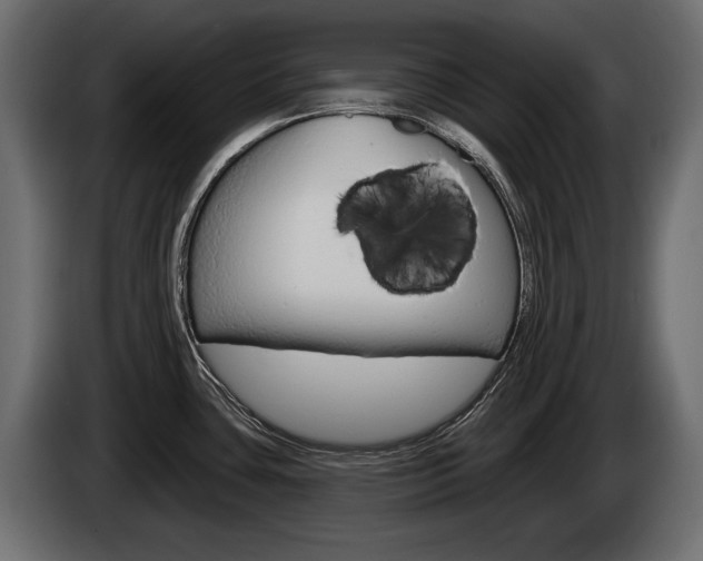 X0000085021435200703050927
