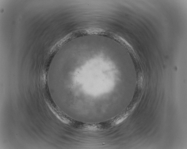X0000085020405200703051318