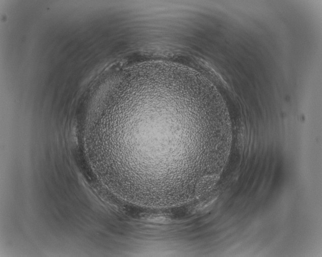 X0000085020643200703051314