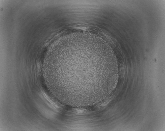 X0000085020654200703051314