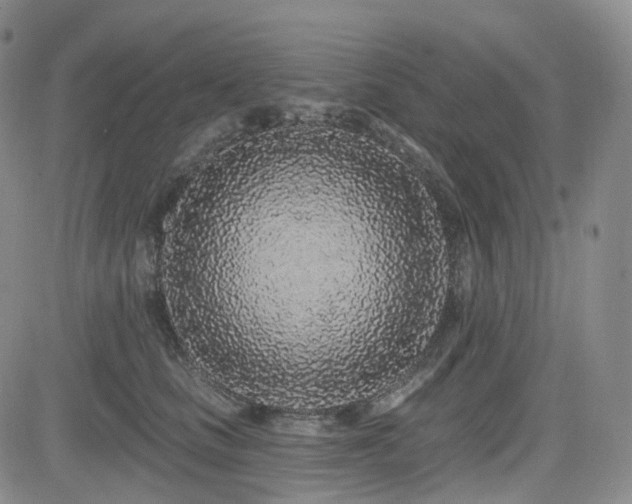 X0000085020661200703051314