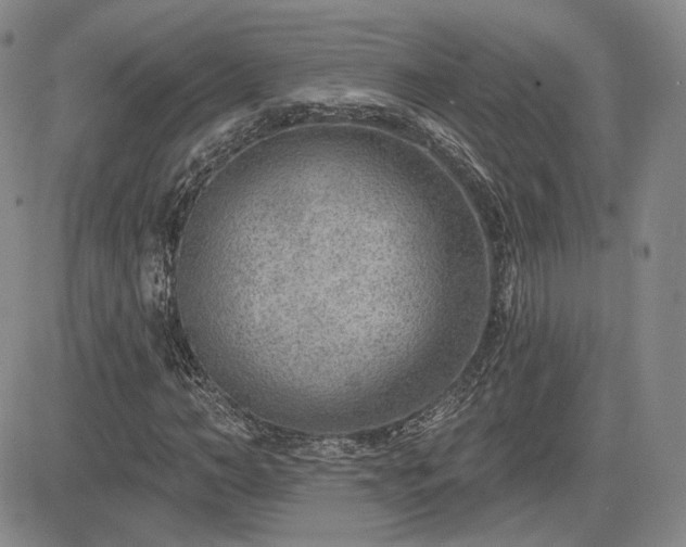 X0000085020966200703051308