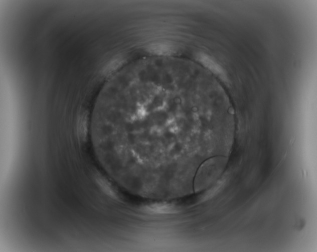 X0000085020065200703121551