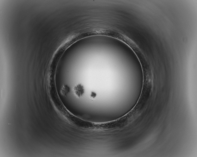 X0000085020730200703121542