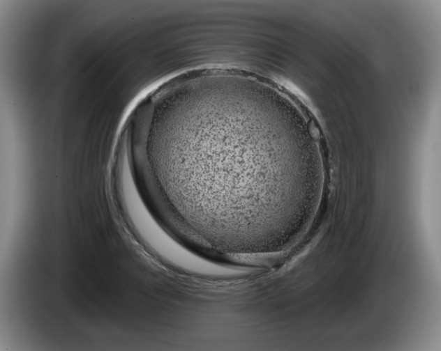X0000085020928200703121539