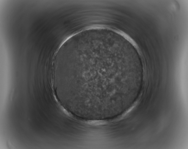 X0000085020953200703121540