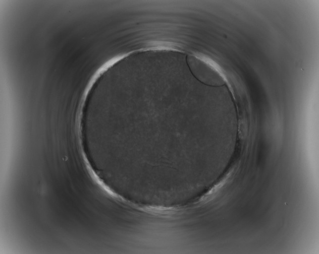 X0000085020995200703121539
