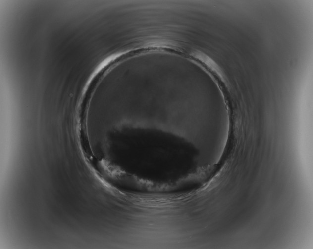 X0000085021024200703121538