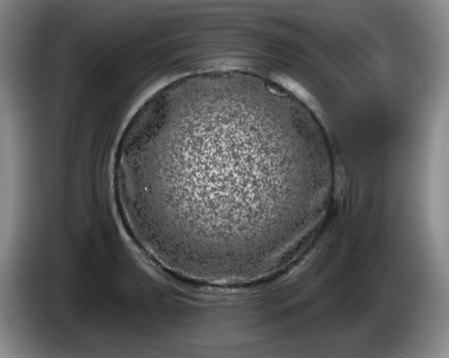 X0000085021039200703121538