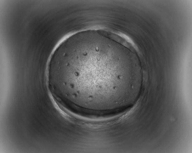 X0000085021046200703121538