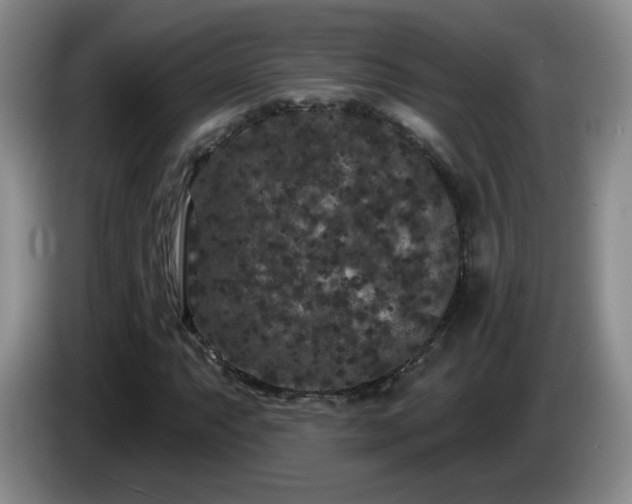 X0000085021063200703121538