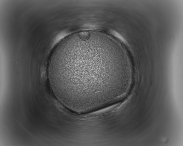 X0000085021259200703121535