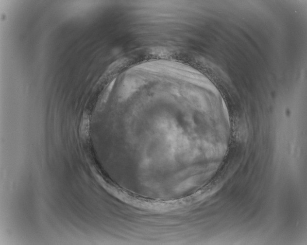 X0000085020036200703191153